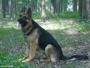Щенки немецкой овчарки г.Кировоград
