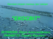 Срочная скорая помощь при заморе