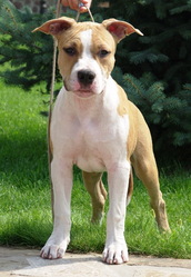 От родителей - чемпионов.Питомник предлагает щенков американского стаф