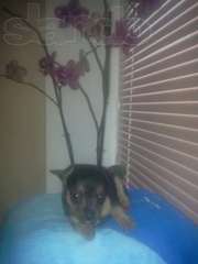 Продам той-терьерчика