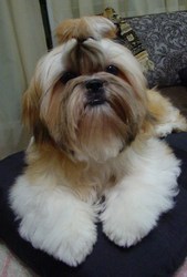 Щенки ши-тцу, девочки