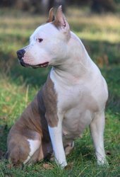 Щенки Американского Стаффордширского Терьера.