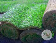 Рулонный газон купить