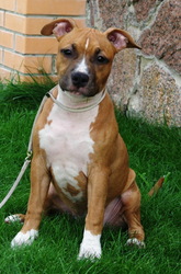 Предлагаются к продаже щенки американского стаффордширського терьера с