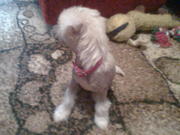 Стрижки собак мелких и средних пород любой сложности.