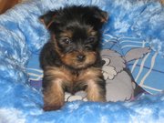 срочная продажа йорики девочки-мальчики