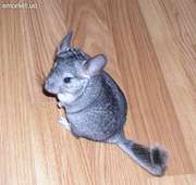 продам шиншилку, мальчик, 2 мес, ручной, добрый!