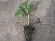 продам рассаду клубники