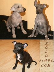 Щенки мексиканской голой собаки