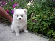 щенок шпица померанского