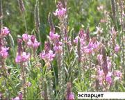 Продаю семена эспарцета