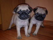 Продаются щенки Мопсы