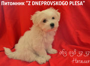 Мальтийская болонка