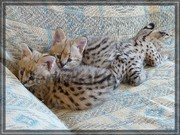 Красивые помета сервала котята!