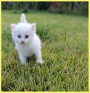 Отдадим белого пушистого котёнка в хорошие руки!