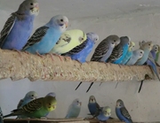 Продам.Волнистые попугаи.Молодые.