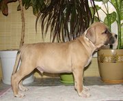 высокопородный кобель стаффорда, 2 мес