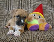 Девочка АСТ, элитные крови, питомник, 2 мес