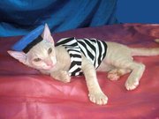 Донской сфинкс котята высокого качества от чемпионов!ДОСТАВКА