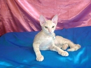 Донской сфинкс детки голые и велюрчикиДОСТАВКА