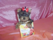 Йоркширский терьер очаровательная девочка мини .ДОСТАВКА