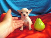 Чихуахуа очаровательные мини малыши.ДОСТАВКА