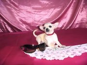 чихуахуа мини малыши . Доставка