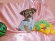 Чихуахуа очаровательный мальчик.Доставка