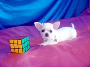 Мини мальчик чихуахуа.Доставка