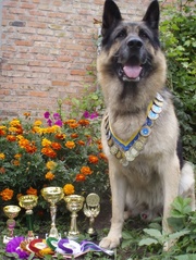 Алиментный щенок восточно-европейской овчарки