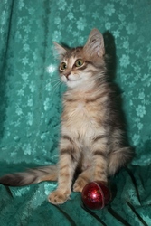 подарю ухоженного привитого котёнка