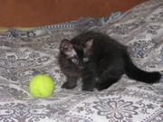 отдам котенка