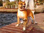 Ам.Стафф для вязки