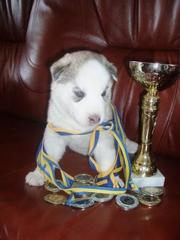 Сибирский хаски