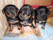 Продам маленьких бутусиков ( той-терьер )