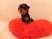 Продам миленьких щенков йоркширского терьера