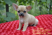 Элитные щенки чихуахуа мини и стандарт!