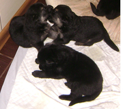 Продам щенков восточно-европейской овчарки с хорошей родословной