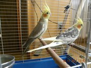 Продаю молоденьку пару корел