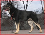 Продаю щенков восточно-европейской овчарки с хорошей родословной