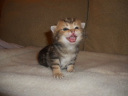 Британские котята редкого эксклюзивного окраса золотой мраморный