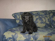 Отдам за символическую цену щенка КХС