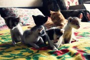 Котята ищут дом