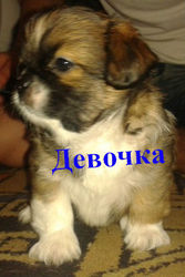 Продам щенков пекинесов