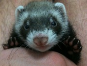 Продам малышей фретки (хорька)