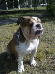 английский бульдог. десять месяцев, послушный, игривый мальчик, умный