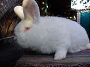 Продам элитных кролей