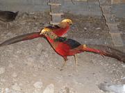 Фазан золотой-красный