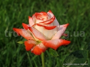 Продажа саженцев роз