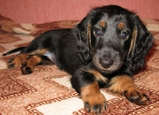 Щенки Таксы Киев